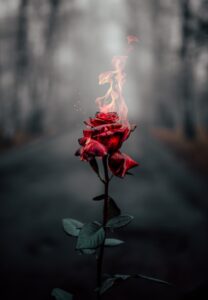 The rose and the flame - 3 month journey